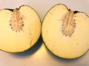 ハワイのウル(ulu)